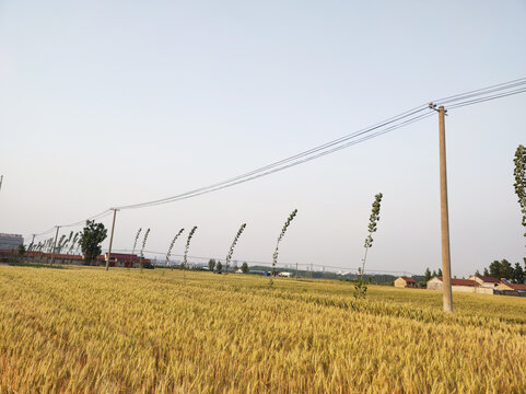 麦田