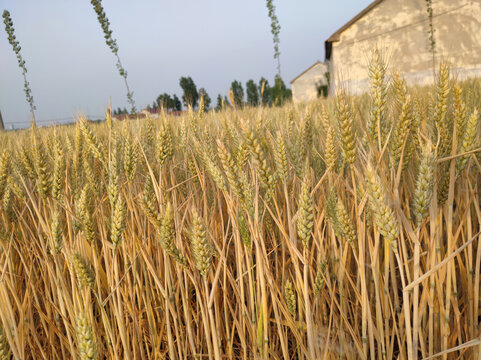 小麦