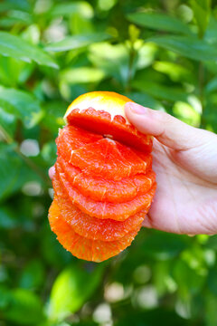中华红橙