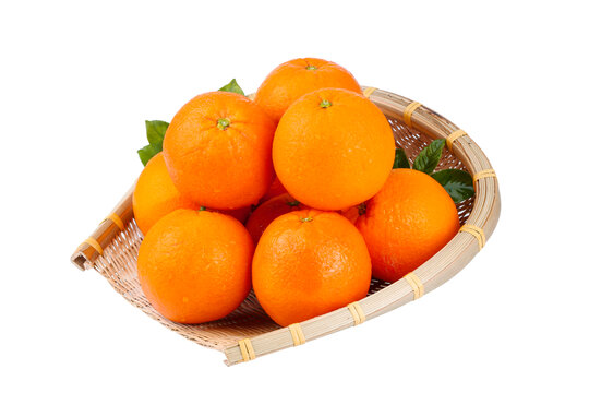 中华红橙