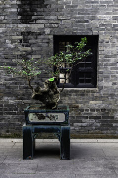 盆景盆栽