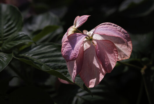 粉叶金花