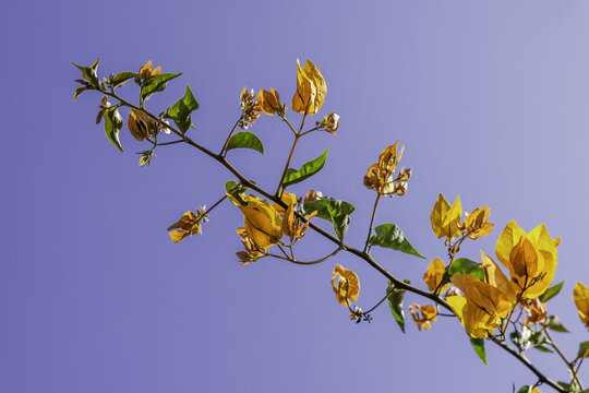 光叶子花