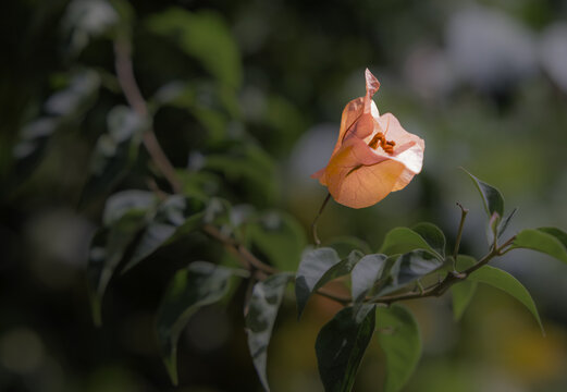 光叶子花