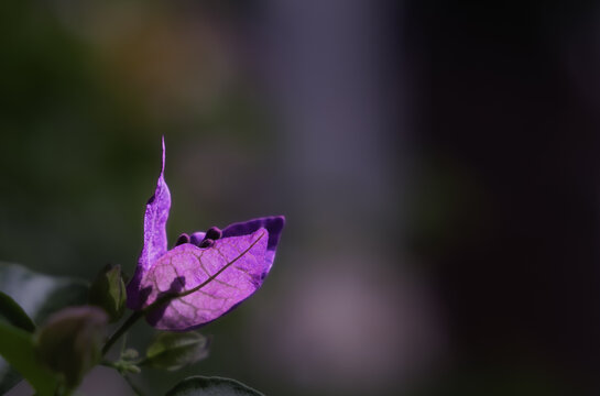 光叶子花