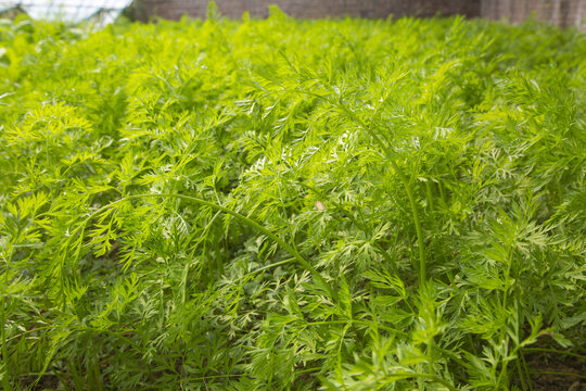 大棚茼蒿