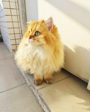 金渐层猫咪