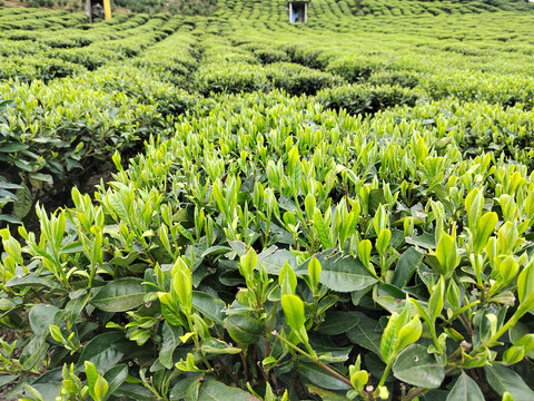 高山绿茶