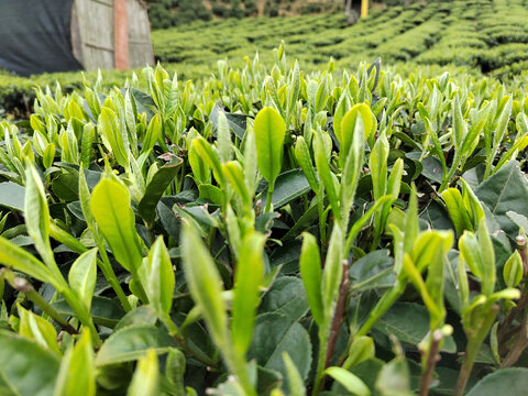 高山绿茶