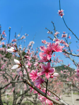 桃花