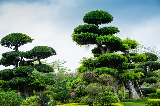 植物造型