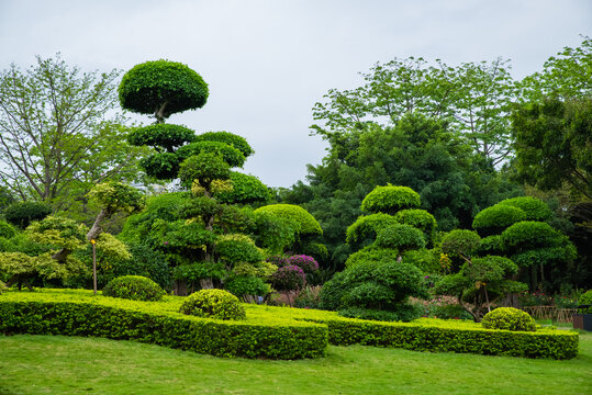 植物造型