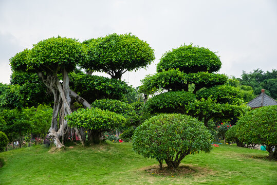 植物造型