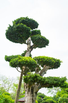 植物造型