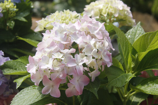 粉色绣球花