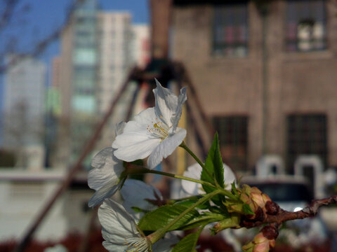 樱花