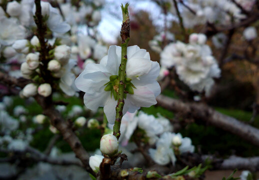 碧桃花