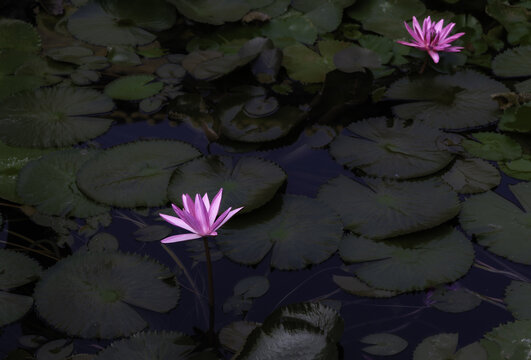 莲花