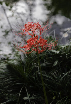 石蒜彼岸花曼珠沙华