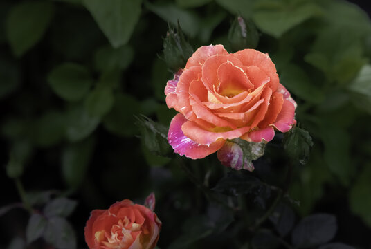月季花