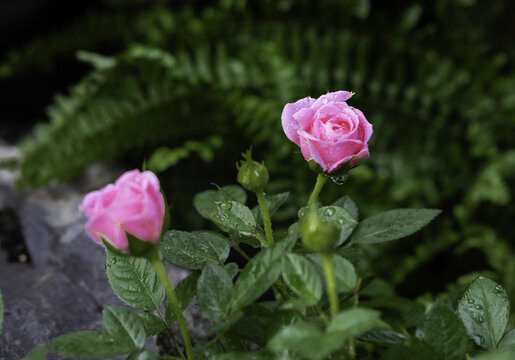 月季花