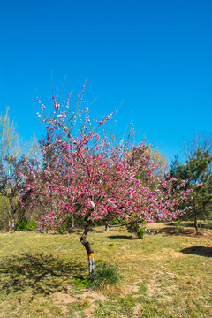 公园山桃花