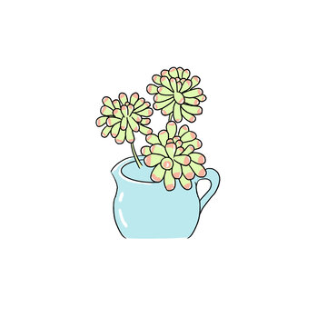 多肉植物1