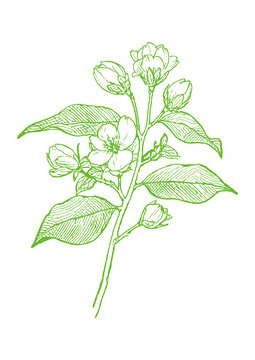 茉莉花线稿矢量图手绘eps格式