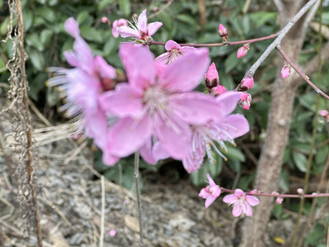 桃花