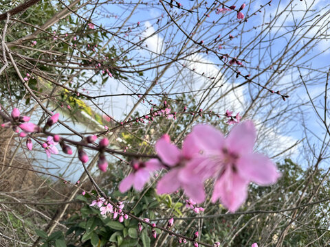 桃花