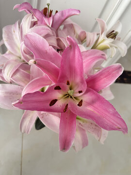 百合花开