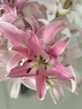 百合花开