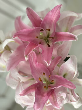 百合花开