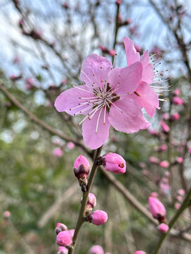 桃花