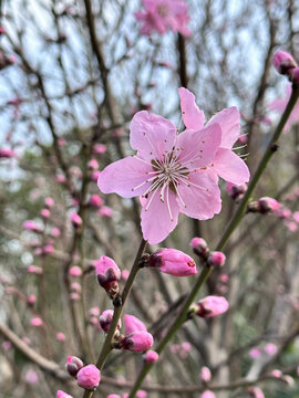 桃花