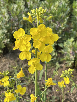 油菜花