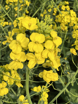 油菜花