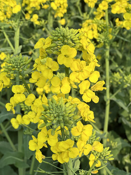 油菜花