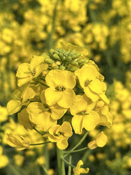 油菜花