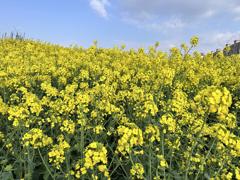 油菜花