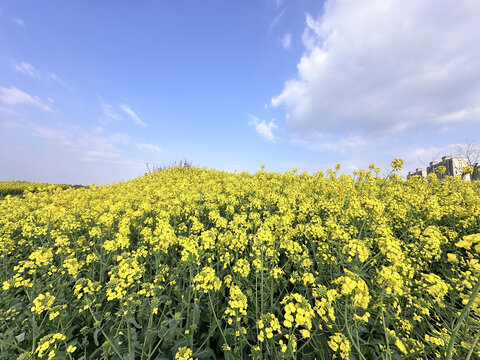 油菜花