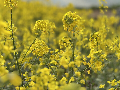 油菜花