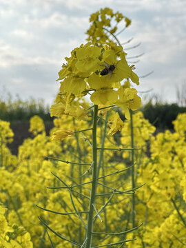 油菜花