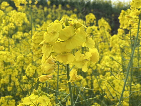 油菜花