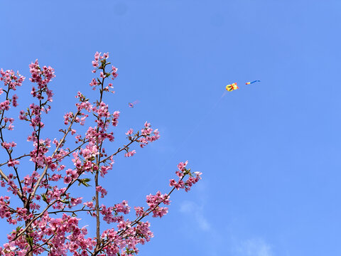 樱花树