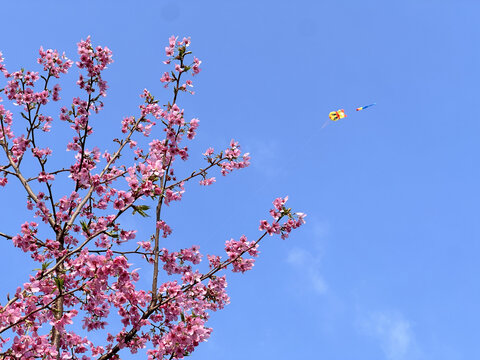 樱花树