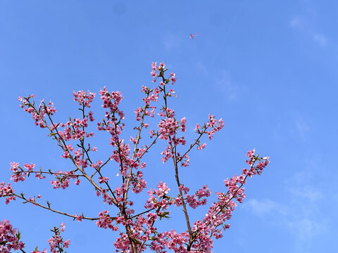 樱花树