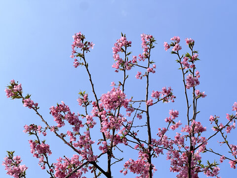 樱花树