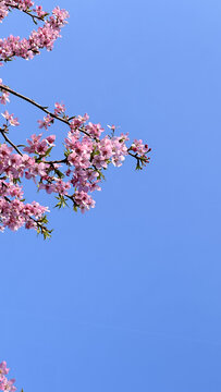 樱花树