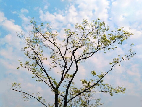 春天绿树新芽